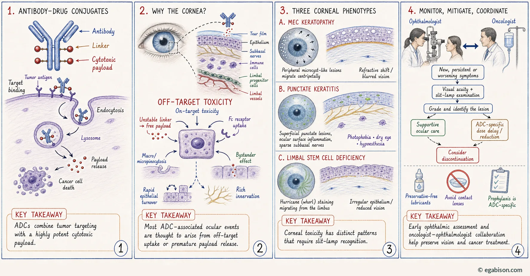 Four-panel summary plate: ADC architecture, corneal vulnerability, three corneal phenotypes, monitoring and coordination.