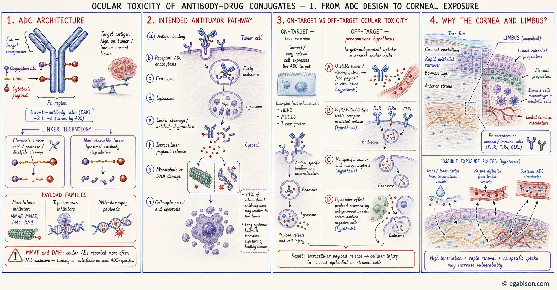 Plate I: from ADC design to corneal exposure, in four panels.