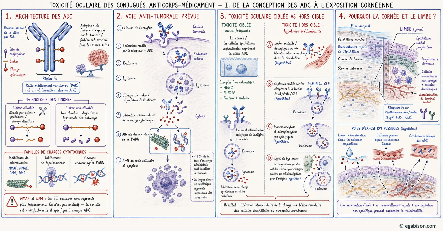 Planche I : de la conception de l'ADC à l'exposition cornéenne, en quatre volets.