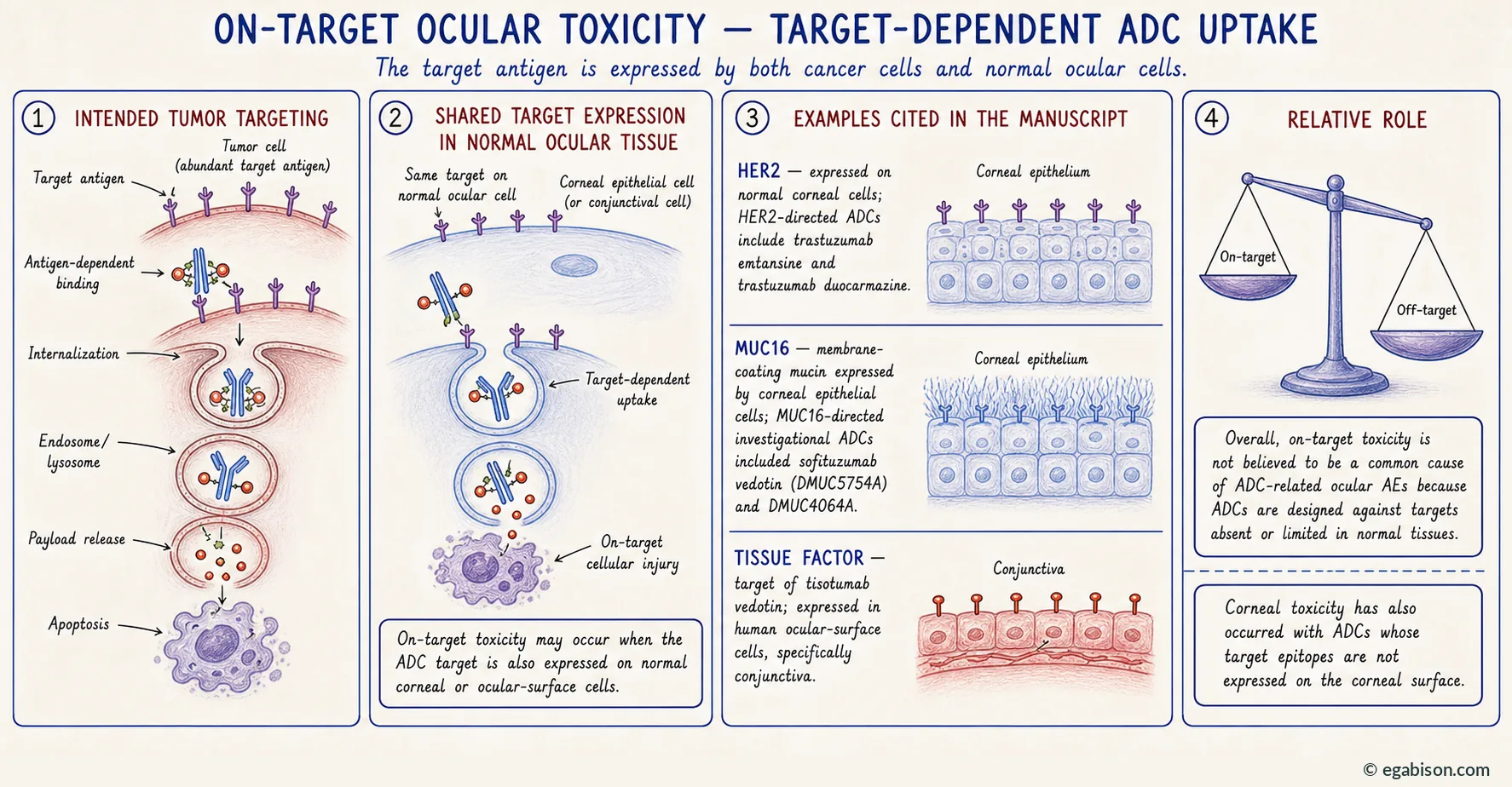 Mechanism plate 4: on-target toxicity, target-dependent uptake, HER2, MUC16 and tissue factor examples.
