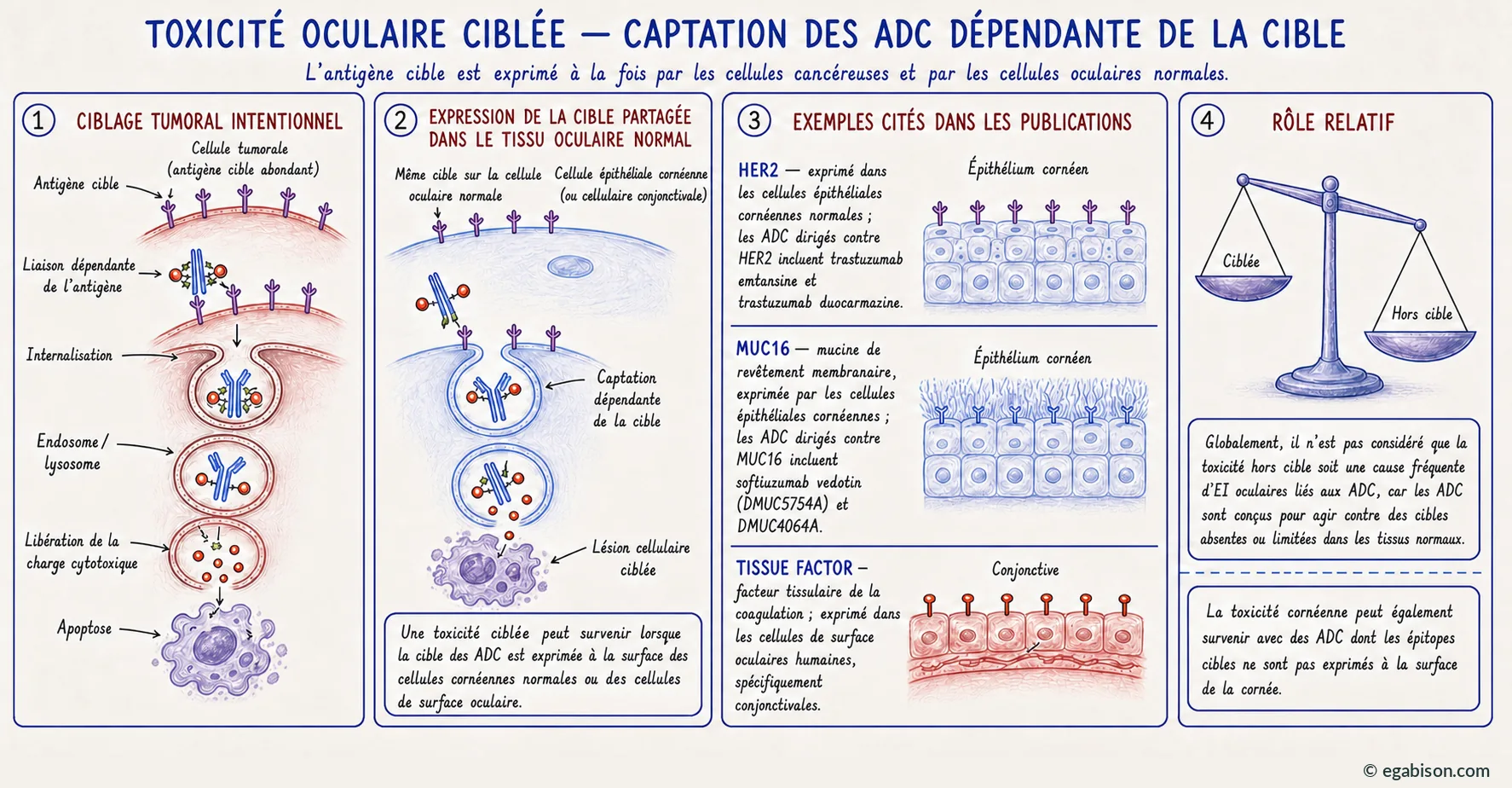 Planche mécanisme 4 : toxicité on-target, captation dépendante de la cible, exemples HER2, MUC16 et facteur tissulaire.