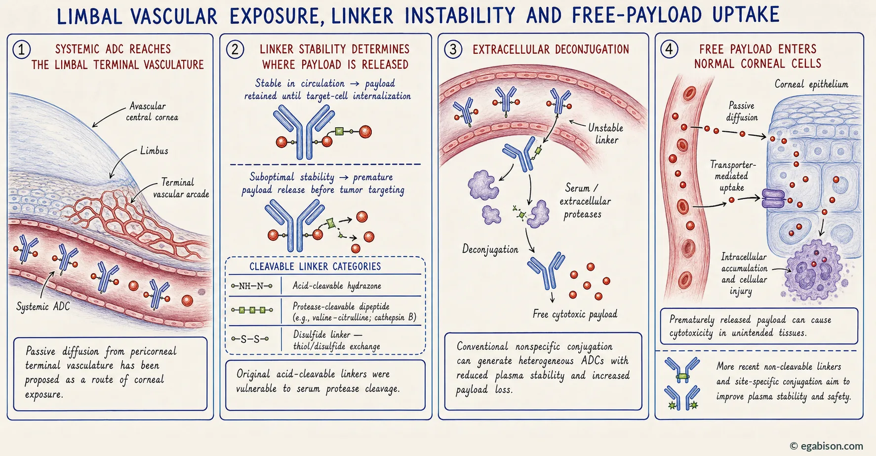 Mechanism plate 3: limbal vascular exposure, linker instability and free-payload uptake.