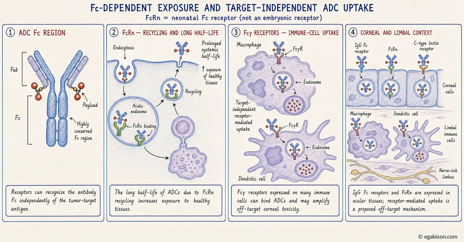 Mechanism plate 2: Fc-dependent exposure and target-independent ADC uptake.