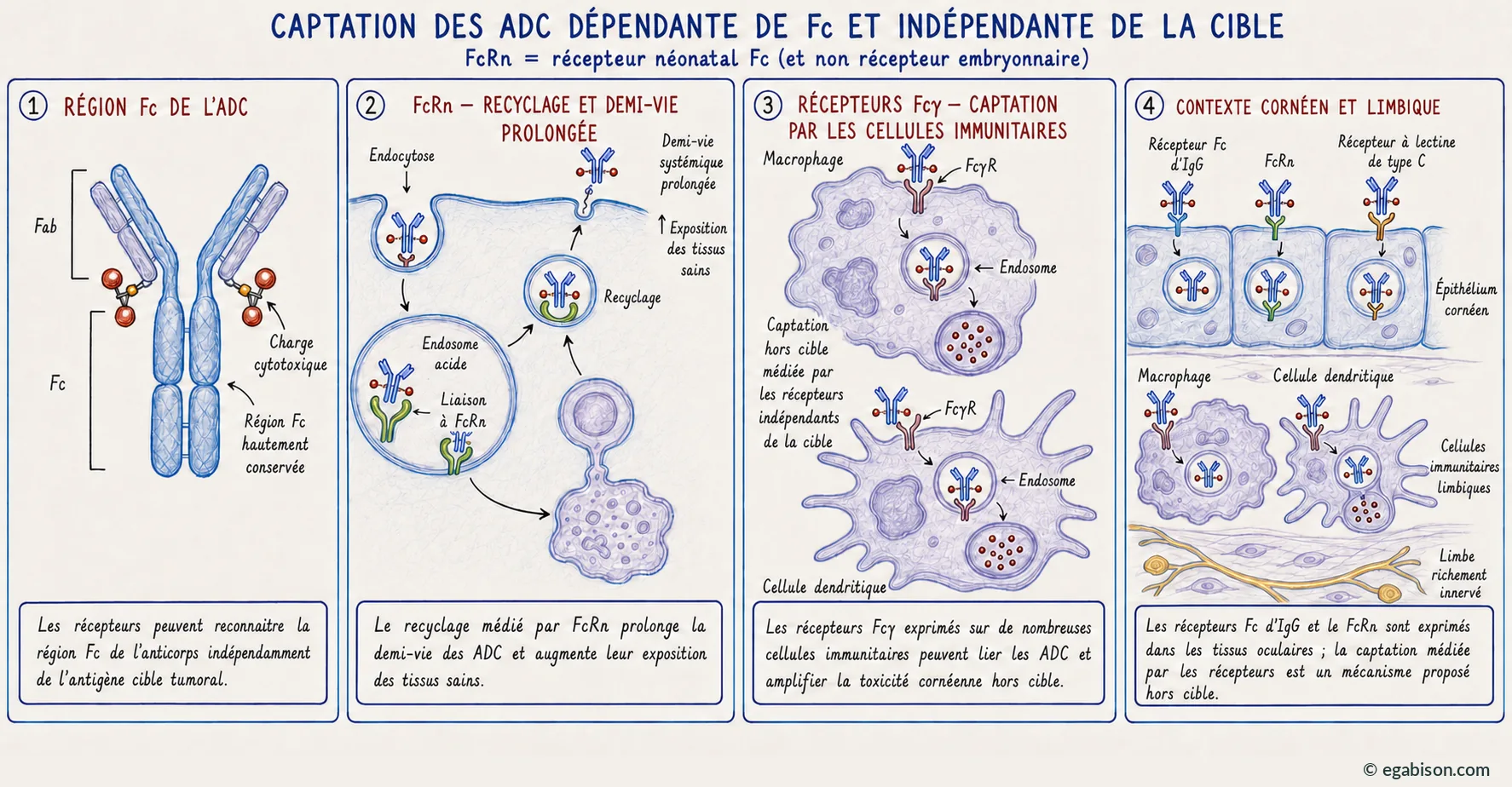 Planche mécanisme 2 : exposition Fc-dépendante et captation d'ADC indépendante de la cible.