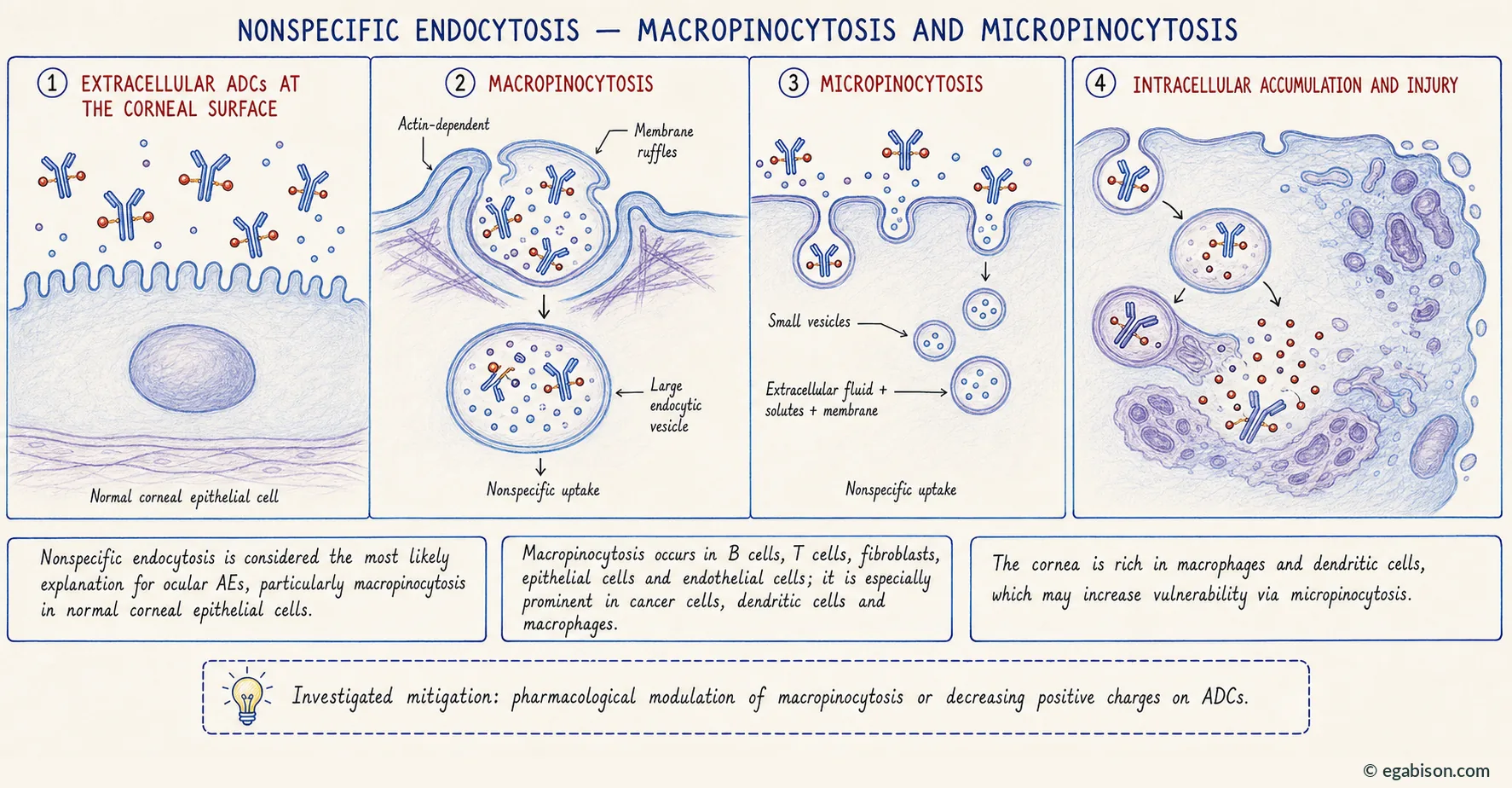 Mechanism plate 1: nonspecific endocytosis, macropinocytosis and micropinocytosis.