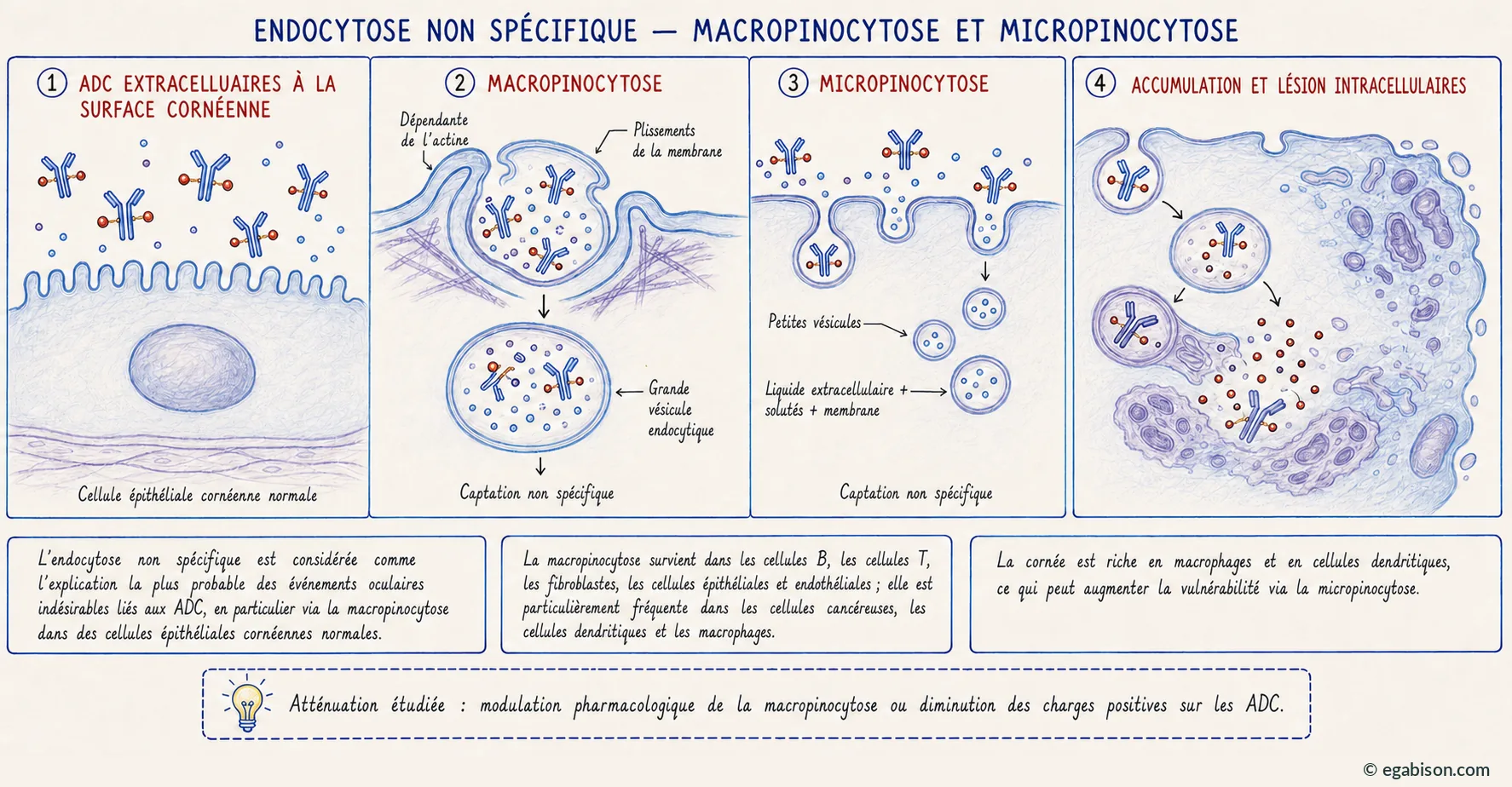 Planche mécanisme 1 : endocytose non spécifique, macropinocytose et micropinocytose.