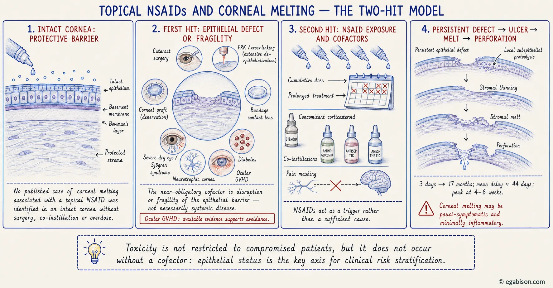 The two-hit model: intact protective cornea, then epithelial breach or fragility (cataract surgery, PRK, crosslinking, graft, dry eye, neurotrophic keratopathy, diabetes, GVHD), then NSAID exposure and cofactors, leading to persistent epithelial defect, ulcer, melt and perforation