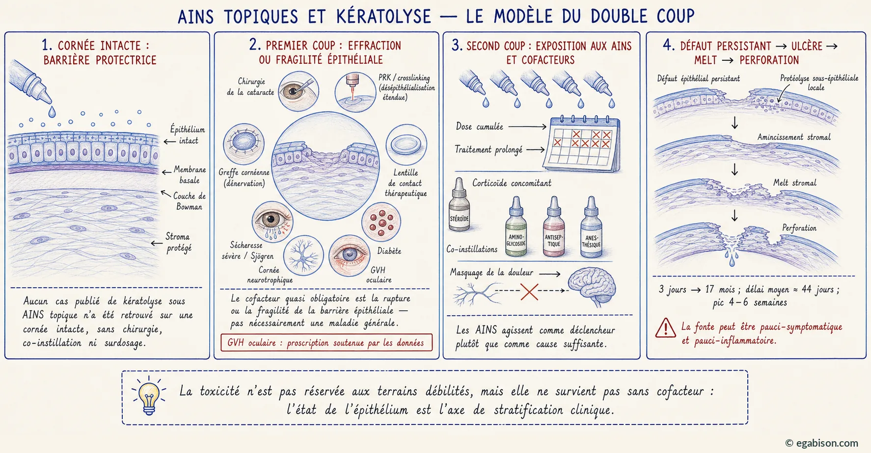 Modèle du double coup : cornée intacte protectrice, puis effraction ou fragilité épithéliale (chirurgie, PRK, crosslinking, greffe, sécheresse, neurotrophie, diabète, GVH), puis exposition aux AINS et cofacteurs, aboutissant à défaut épithélial persistant, ulcère, melt et perforation