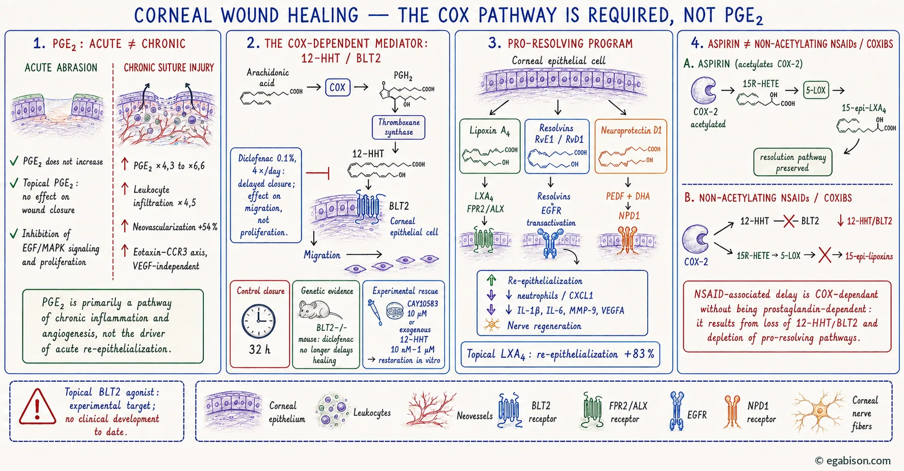 The COX pathway is necessary but not PGE2: comparison of acute and chronic injury, arachidonic acid cascade to 12-HHT and the BLT2 receptor, pro-resolving programme with lipoxin A4, resolvins and neuroprotectin D1, and the difference between aspirin and non-acetylating NSAIDs