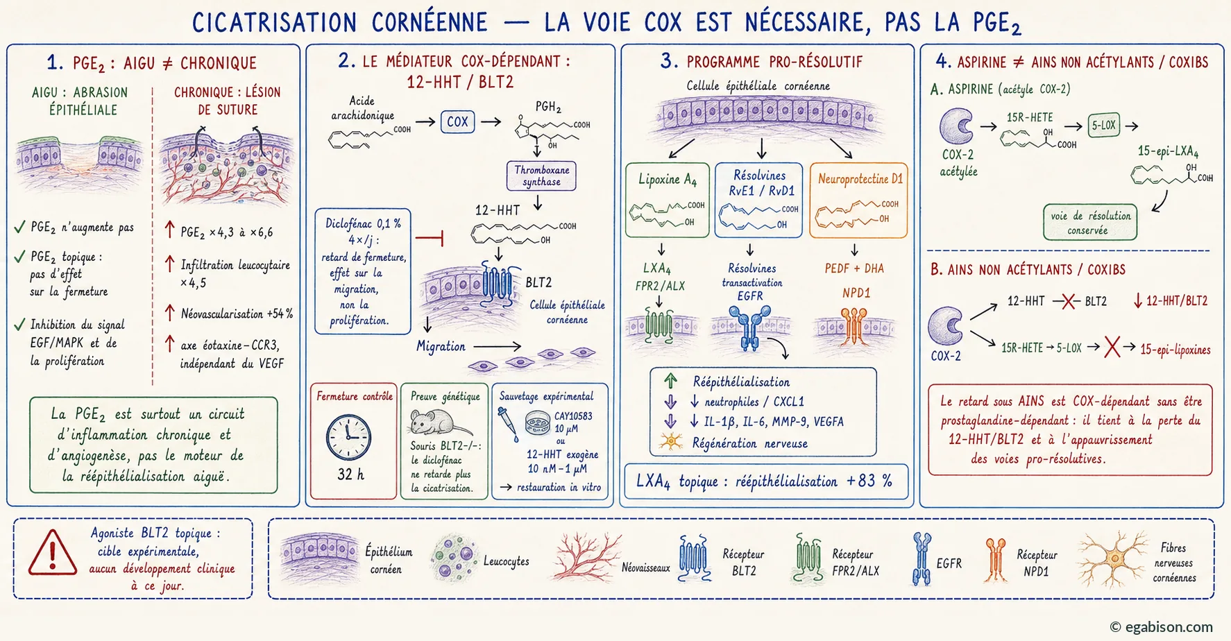La voie COX est nécessaire mais pas la PGE2 : comparaison lésion aiguë et chronique, cascade acide arachidonique vers 12-HHT et récepteur BLT2, programme pro-résolutif lipoxine A4, résolvines et neuroprotectine D1, et différence entre aspirine et AINS non acétylants