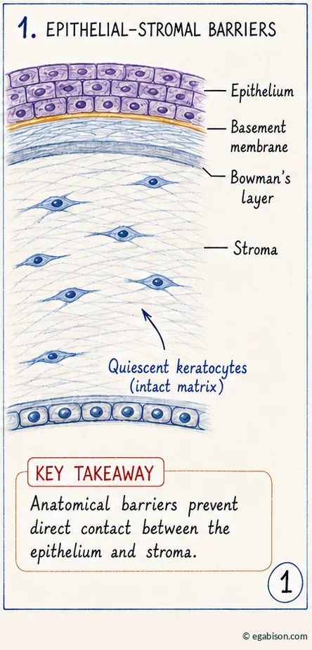 Diagram of physiological epithelial-stromal barriers: epithelium, basement membrane, Bowman's layer, stroma and quiescent keratocytes