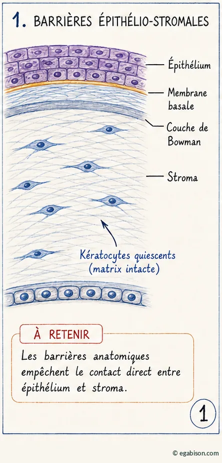 Schéma des barrières épithélio-stromales physiologiques : épithélium, membrane basale, membrane de Bowman, stroma et kératocytes quiescents