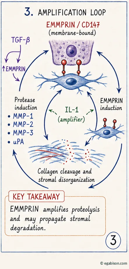 Diagram of the EMMPRIN/CD147 amplification loop: TGF-β, induction of MMP-1/2/3 and uPA proteases, IL-1 amplifier, collagen cleavage