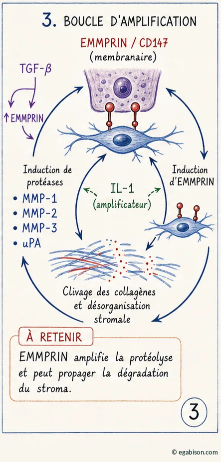 Schéma de la boucle d'amplification EMMPRIN/CD147 : TGF-β, induction de protéases MMP-1/2/3 et uPA, IL-1 amplificateur, clivage des collagènes