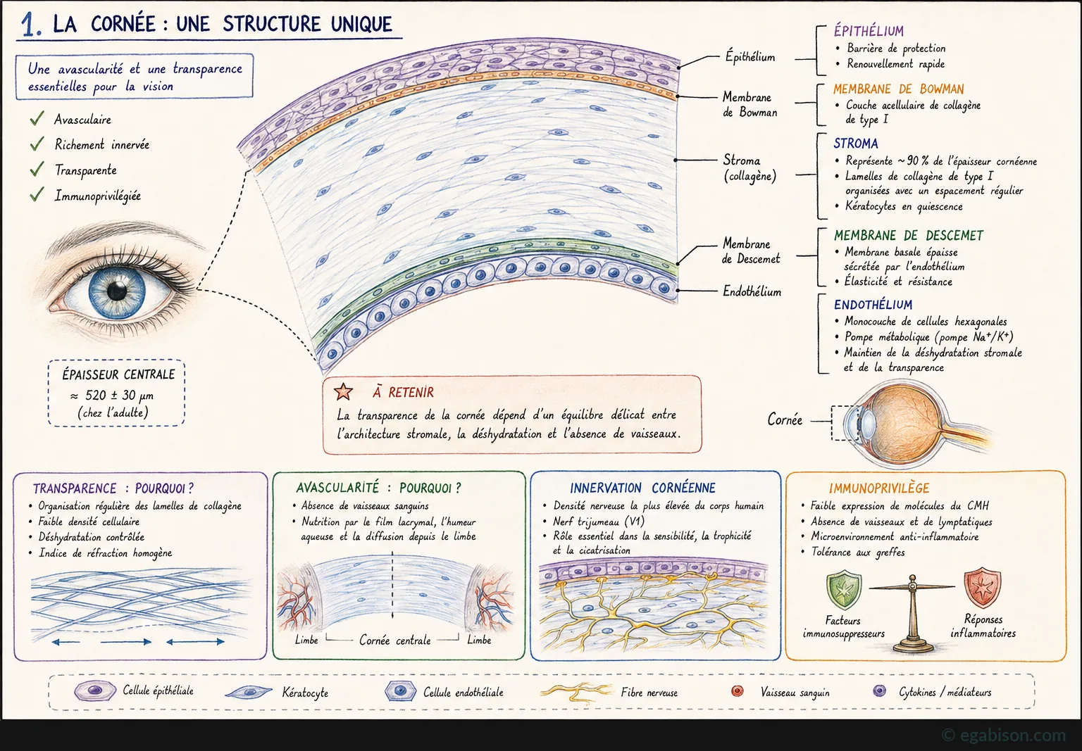 Schéma de la structure de la cornée : épithélium, membrane de Bowman, stroma, membrane de Descemet, endothélium, avec innervation et immunoprivilège