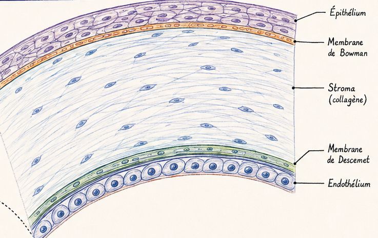 Coupe de la cornée : épithélium, membrane de Bowman, stroma, membrane de Descemet et endothélium